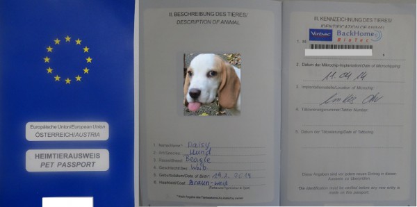 Hunde Austria e1411997704280 Как завести собаку в Австрии: советы будущим владельцам собак
