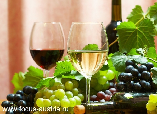 vino avstia 12 Виноделие в Австрии