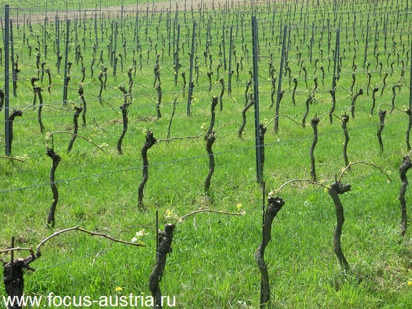 vino avstia 4 Виноделие в Австрии